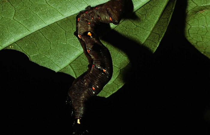 Fig.10. Larva de <i>Gonodonta nitidimacula</i></i>, en último estadio de 38mm de longitud. Voucher : .02-SRNP-12704-DHJ68118.jpg.