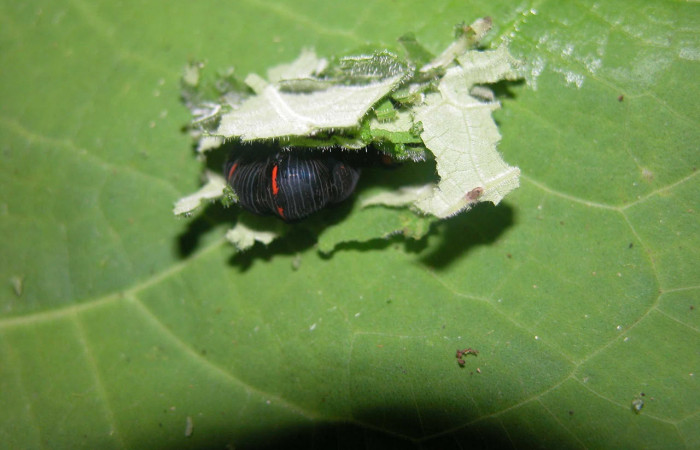 Fig. 11. Mostrando proceso de prepupa de <i>Gonodonta uxor</i></i>. Voucher :03-SRNP-21220-DHJ91158.jpg.