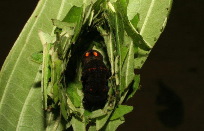 Fig.12. Mostrando prepupa de <i>Gonodonta incurva</i></i>, semi descubierta,  en posición dorsal. Voucher : 05-SRNP-42122-DHJ407491.jpg. 