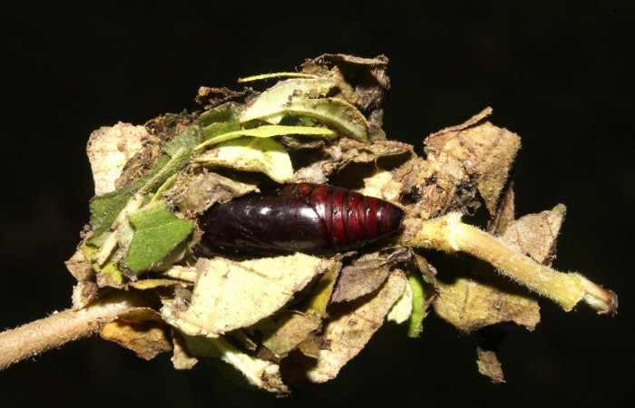 Fig.14. Muestra pupa de <i>Gonodonta uxor</i></i>. En posición lateral. Voucher : 13-SRNP-47210-DHJ708619.jpg.