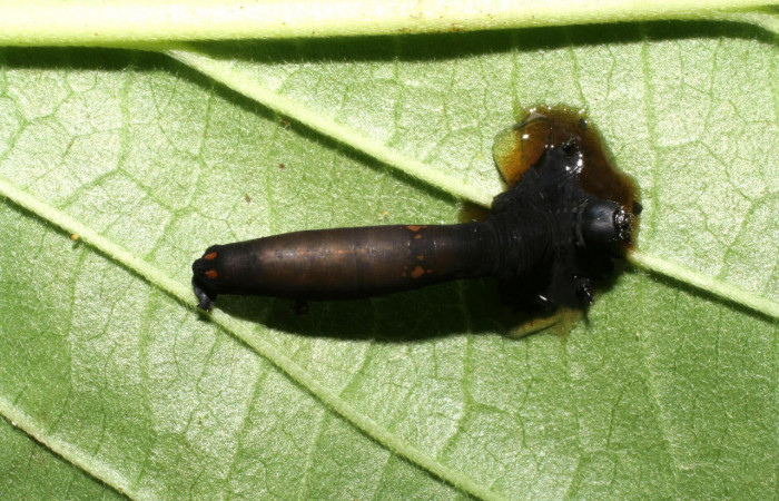 Fig.18. Capullo de la familia Braconidae, en larva de <i>Gonodonta uxor</i></i>. Voucher : 06-SRNP-32957-DHJ416029.jpg.