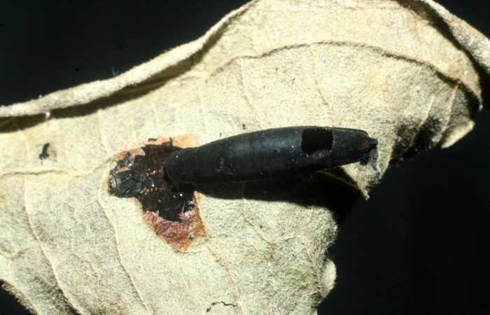 Fig.19. Capullo de la familia Braconidae, en larva de <i>Gonodonta correcta</i></i>.  Voucher : 07-SRNP-56881-DHJ452984.jpg.