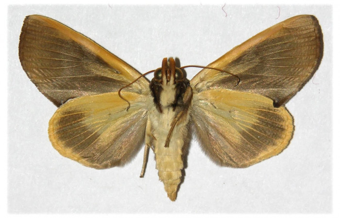 Fig.2. Adulto de <i>Gonodonta pyrgo</i></i>. Vista ventral. Voucher : 02-SRNP-16207-DHJ311971.jpg.