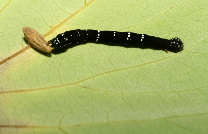Fig.20. Larva de <i>Gonodonta</i></i> Janzen12, con un capullo de parásito de la familia Braconidae. Voucher : 08-SRNP-31574-DHJ440597.jpg.