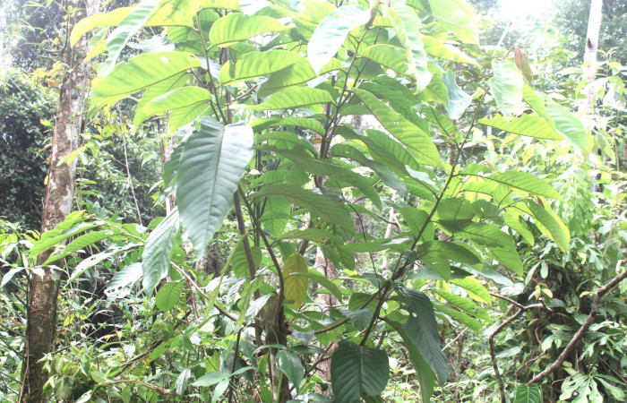 Fig.21. Planta de <i>Annona rensoniana</i></i> (Annonaceae), planta hospedera del género <i>Gonodonta pyrgo</i></i>.