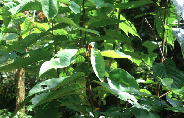 Fig.22. Planta de <i>Annona rensoniana</i></i> (Annonaceae), planta hospedera de <i>Gonodonta pyrgo</i></i>.
