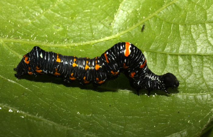 Fig.3 . Larva de <i>Gonodonta pyrgo</i></i>, en penúltimo estadio de 17 mm de longitud. Voucher : 10-SRNP-55334-DHJ473210.jpg 17mm.