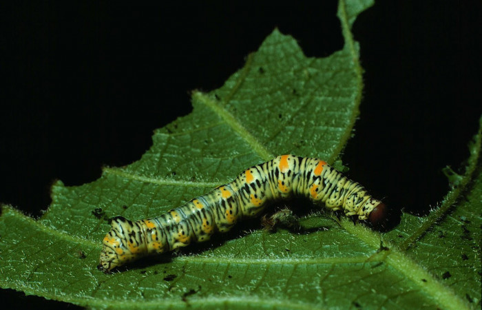 Fig.4. Larva de <i>Gonodonta pyrgo</i></i>, en penúltimo estadio de 32 mm de longitud. Voucher : 84-SRNP-379-DHJ7296.jpg.