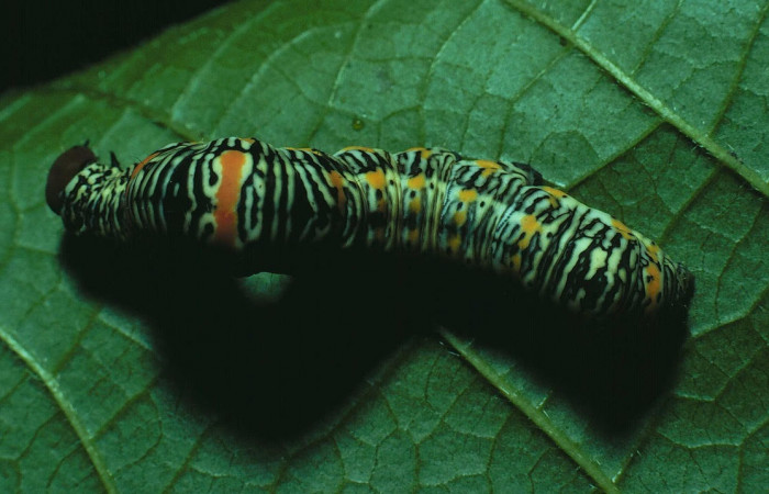 Fig.5. Larva de <i>Gonodonta pyrgo</i></i>, en último estadio de 33mm de longitud. Voucher : 83-SRNP-416-DHJ5301.jpg.