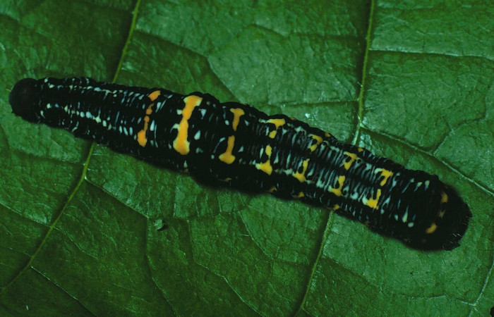Fig.6. Larva de <i>Gonodonta pyrgo</i></i>, en último estadio de 33mm de longitud. Voucher : 83-SRNP-424-DHJ5311.jpg.