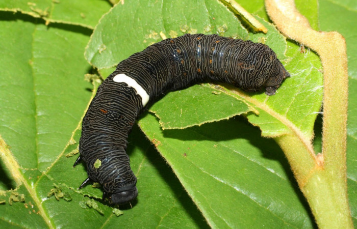 Fig.7. Mostrando larva de <i>Gonodonta pyrgo</i></i>, en último estadio de 43 mm de longitud. Voucher : 12-SRNP-21204-DHJ493268.jpg.