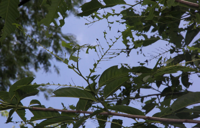 Fig.8. Mostrando rama de <i>Annona rensoniana</i></i>, comida por larva de <i>Gonodonta pyrgo</i></i>. Voucher : 15-SRNP-10218-DHJ805024.jpg.