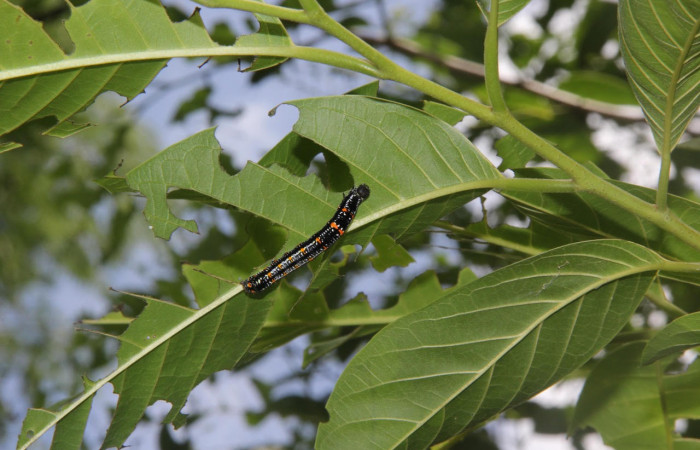 Fig.9. Larva de <i>Gonodonta pyrgo</i></i>, en penúltimo estadio de 27 mm de longitud. Voucher :  15-SRNP-10218-DHJ805022.jpg.