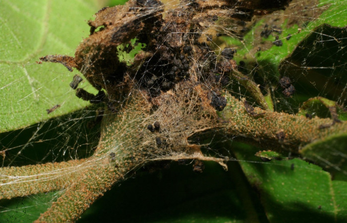 Figura 2. Habitat de <i>Paridnea holophaealis</i></i> (Pyralidae), localidad Conguera, Sector Rincón Rain Forest ACG (420m). Voucher: 06-SRNP-43753-DHJ417329.jpg.