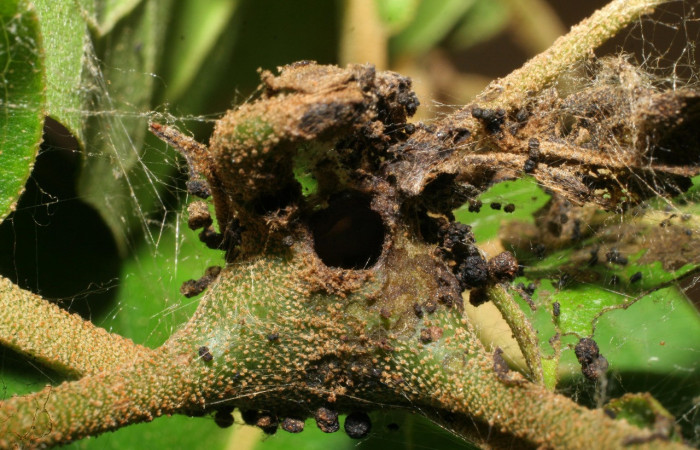 Figura 3. Habitat de <i>Paridnea holophaealis</i></i> (Pyralidae), localidad Conguera, Sector Rincón Rain Forest ACG (420m). Voucher: 06-SRNP-43753-DHJ417331.jpg.