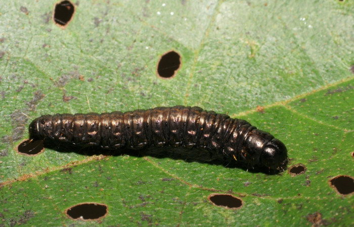 Figura 4. Larva <i>Paridnea holophaealis</i></i> (Pyralidae), último estadío (U) vista dorsal, localidad Conguera, Sector Rincón Rain Forest ACG (420m). Voucher: 06-SRNP-43753-DHJ417332.jpg.