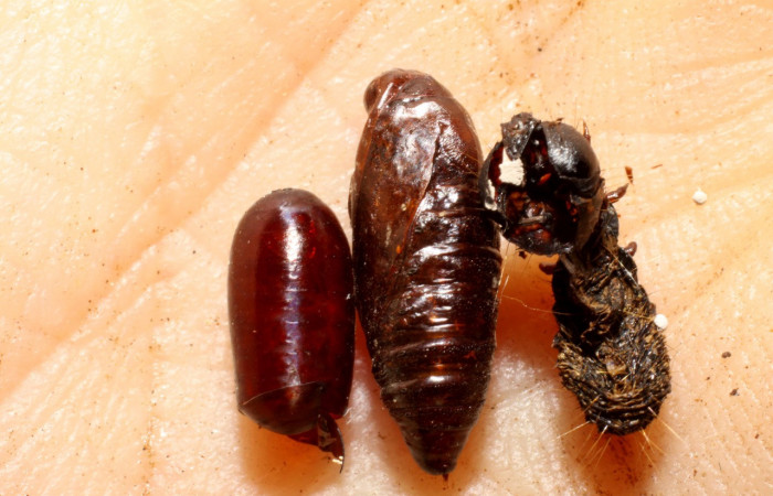 Figura 10. Restos de pupario de parásito <i>Hyphantrophaga adrianguadamuzi</i></i> (Tachinidae), que ataca <i>Paridnea holophaealis</i></i> (Pyralidae), localidad Camino Borrachos, Sector Santa Rosa ACG (295m). Voucher: 09-SRNP-14043-DHJ469823.jpg.