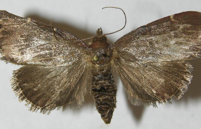 Figura 12. Adulto de <i>Paridnea</i></i> holophaealisDHJ01 (Pyralidae), vista dorsal, localidad Quebrada García, Sector San Cristóbal ACG (495m). Voucher: 11-SRNP-2386-DHJ550022.jpg.