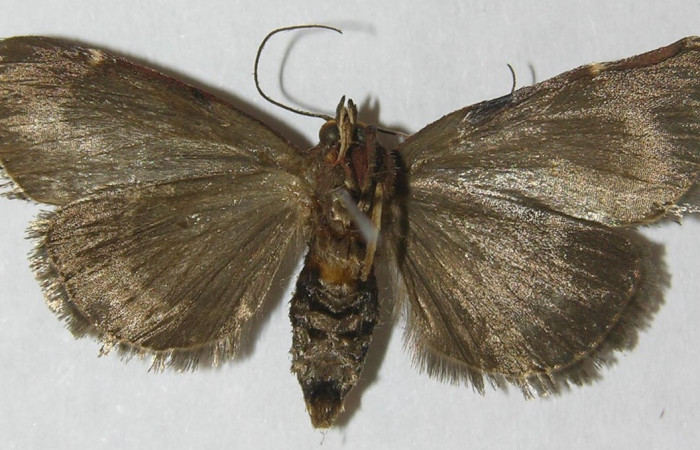 Figura 13. Adulto de <i>Paridnea</i></i> holophaealisDHJ01 (Pyralidae), vista ventral, localidad Quebrada García, Sector San Cristóbal ACG (495m). Voucher: 11-SRNP-2386-DHJ550023.jpg.