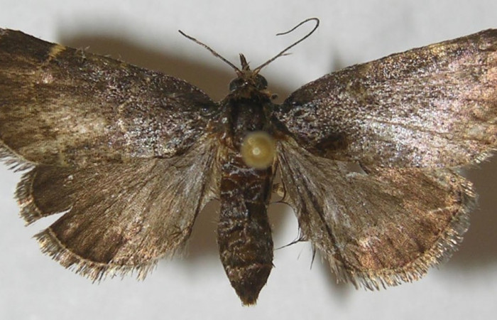 Figura 16. Adulto de <i>Paridnea</i></i> holophaealisDHJ03 (Pyralidae), vista dorsal, localidad Quebrada García, Sector San Cristóbal ACG (495m). Voucher: 11-SRNP-2387-DHJ550016.jpg.
