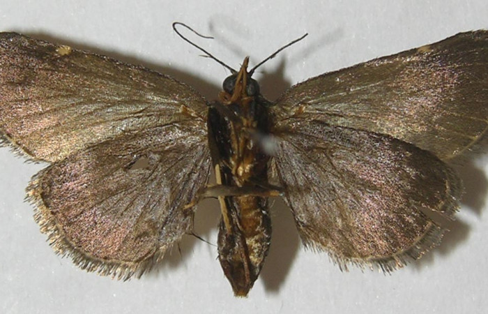 Figura 17. Adulto de <i>Paridnea</i></i> holophaealisDHJ03 (Pyralidae), vista ventral, localidad Quebrada García, Sector San Cristóbal ACG (495m). Voucher: 11-SRNP-2387-DHJ550017.jpg.