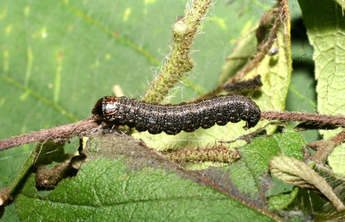 Figura 20. Larva <i>Paridnea</i></i> holophaealisDHJ06 (Pyralidae), último estadío (U) vista lateral, localidad Vado Agria, Sector Mundo Nuevo ACG (560m). Voucher: 11-SRNP-56388-DHJ497352.jpg.