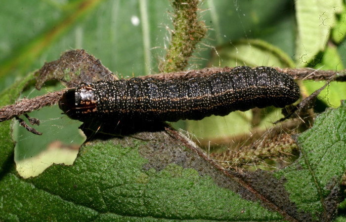 Figura 21. Larva <i>Paridnea</i></i> holophaealisDHJ06 (Pyralidae), último estadío (U) vista dorsal, localidad Vado Agria, Sector Mundo Nuevo ACG (560m). Voucher: 11-SRNP-56388-DHJ497355.jpg.