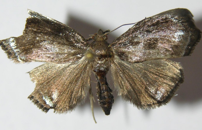 Figura 18. Adulto de <i>Paridnea</i></i> holophaealisDHJ05 (Pyralidae), vista dorsal, localidad Vado Miramonte, Sector Mundo Nuevo ACG (305m). Voucher: 12-SRNP-56200-DHJ573126.jpg.
