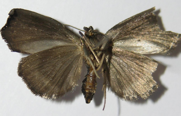 Figura 19. Adulto de <i>Paridnea</i></i> holophaealisDHJ05 (Pyralidae), vista ventral, localidad Vado Miramonte, Sector Mundo Nuevo ACG (305m). Voucher: 12-12-SRNP-56200-DHJ573127.jpg.