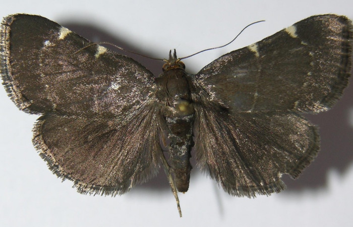 Figura 22. Adulto de <i>Paridnea</i></i> holophaealisDHJ06 (Pyralidae), vista dorsal, localidad Area Administrativa, Sector Santa Rosa ACG (295m). Voucher: 13-SRNP-10291-DHJ571874.jpg.