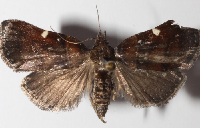 Figura 8. Adulto de <i>Paridnea holophaealis</i></i> (Pyralidae), vista dorsal, localidad Sendero Perdido, Sector San Cristóbal ACG (620m). Voucher: 14-SRNP-3489-DHJ902898.jpg.