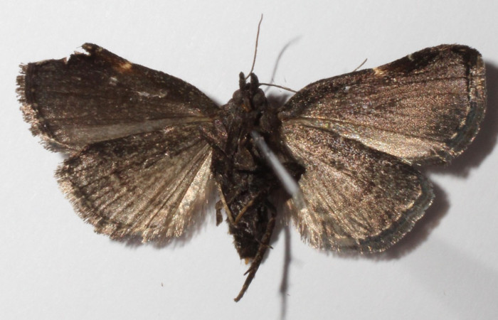 Figura 9. Adulto de <i>Paridnea holophaealis</i></i> (Pyralidae), vista ventral, localidad Sendero Perdido, Sector San Cristóbal ACG (620m). Voucher: 14-SRNP-3489-DHJ902899.jpg.