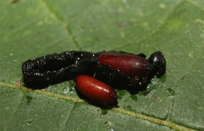 Figura 11. Puparios de parásito <i>Trigonospila edwinbermudezi</i></i> (Tachinidae), que ataca <i>Paridnea holophaealis</i></i> (Pyralidae), localidad Medrano Estación Biológica Quica, Sector Pitilla ACG (380m). Voucher: 14-SRNP-71290-DHJ723625.jpg.