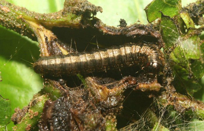 Figura 1. Larva <i>Paridnea holophaealis</i></i> (Pyralidae), último estadío (U) vista dorsal, localidad Medrano Estación Biológica Quica, Sector Pitilla ACG (380m). Voucher: 22-SRNP-70810-DHJ781135.jpg.