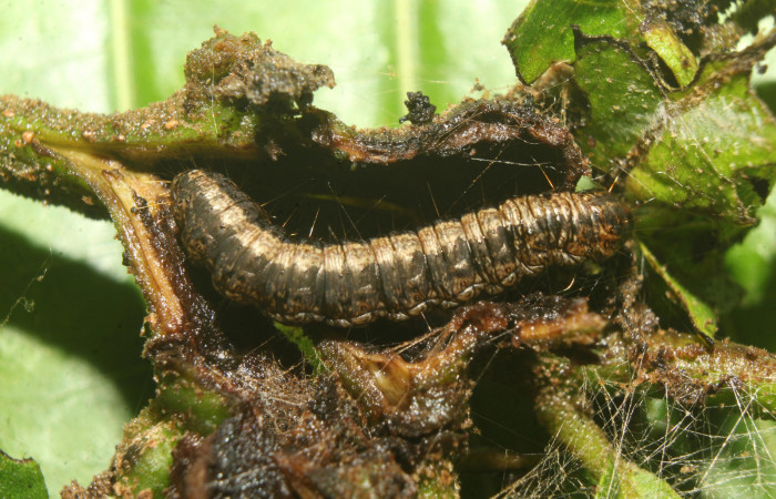 Figura 5. Larva <i>Paridnea holophaealis</i></i> (Pyralidae), último estadío (U) vista lateral, localidad Medrano Estación Biológica Quica, Sector Pitilla ACG (380m). Voucher: 22-SRNP-70810-DHJ781136.jpg.