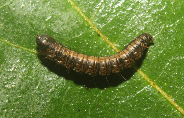 Figura 6. Prepupa de <i>Paridnea holophaealis</i></i> (Pyralidae), vista dorsal, localidad Medrano Estación Biológica Quica, Sector Pitilla ACG (380m). Voucher: 22-SRNP-70810-DHJ781140.jpg.