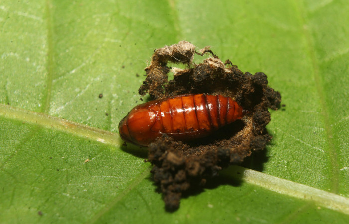 Figura 7. Pupa de <i>Paridnea holophaealis</i></i> (Pyralidae), vista dorsal, localidad Medrano Estación Biológica Quica, Sector Pitilla ACG (380m). Voucher: 22-SRNP-70814-DHJ781144.jpg.
