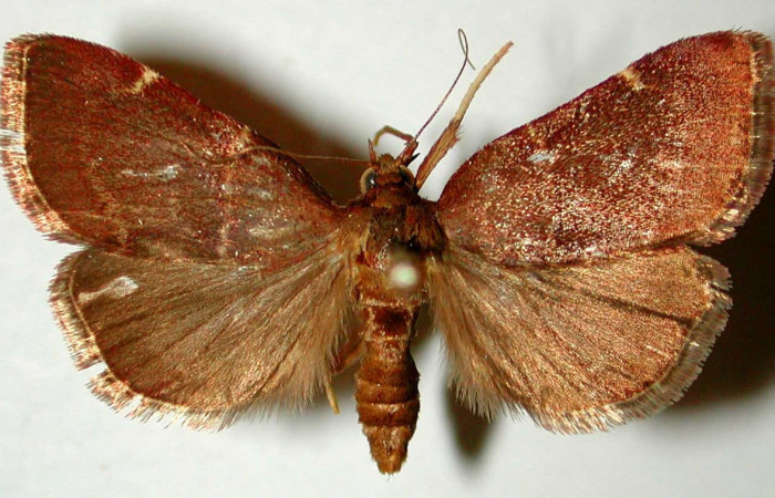 Figura 14. Adulto de <i>Paridnea</i></i> holophaealisDHJ02 (Pyralidae), vista dorsal, localidad Portón Rosa María, Sector Santa Rosa ACG (270m). Voucher: 80-SRNP-102-DHJ33616.jpg.