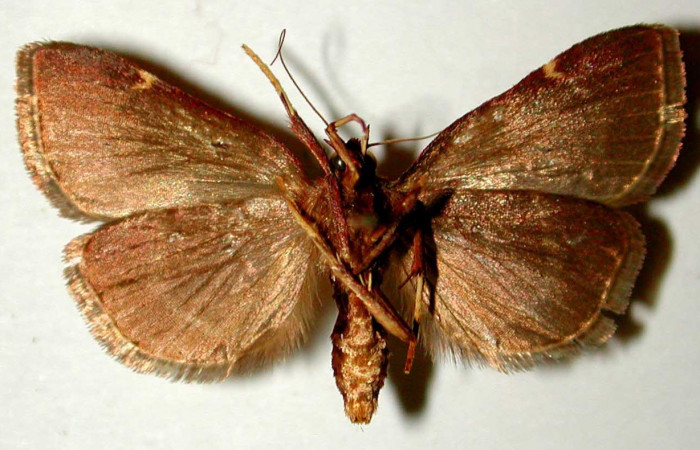 Figura 15. Adulto de <i>Paridnea</i></i> holophaealisDHJ02 (Pyralidae), vista ventral, localidad Portón Rosa María, Sector Santa Rosa ACG (270m). Voucher: 80-SRNP-102-DHJ33617.jpg.