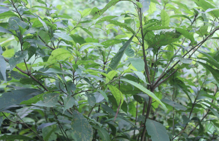 Figura 24. Planta hospedera de <i>Paridnea holophaealis</i></i> (Pyralidae), planta llamada <i>Cordia alliodora</i></i> (Cordiaceae), localidad Medrano Estación Biológica Quica, Sector Pitilla ACG (380m), foto: Ricardo Calero 18 Agosto 2022.