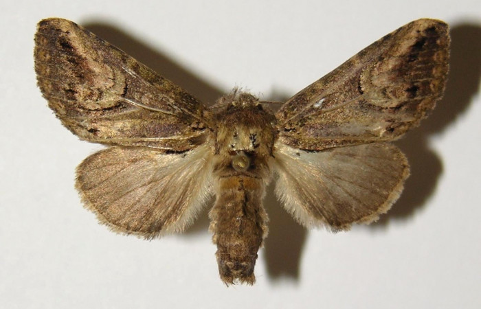 Figura 10. Adulto de <i>Rifargia</i></i> geldubaDHJ02 (Notodontidae), hembra vista dorsal, localidad Quebrada Raiz Sector Del Oro (280m). Voucher: 02-SRNP-29432-DHJ300430.jpg.