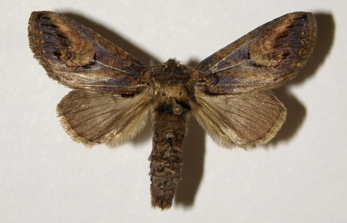 Figura 8. Adulto <i>Rifargia</i></i> geldubaDHJ02 (Notodontidae), (macho) vista dorsal, localidad Quebrada Raiz Sector Del Oro (280m) (ACG). Voucher: 03-SRNP-29611-DHJ300340.jpg.