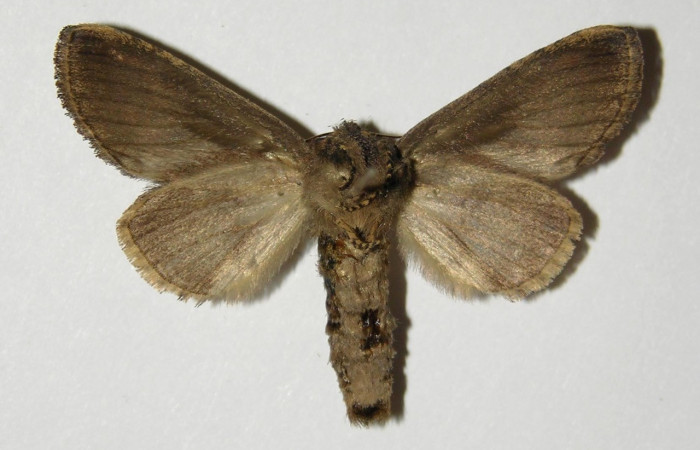 Figura 9. Adulto <i>Rifargia</i></i> geldubaDHJ02 (Notodontidae), (macho) vista ventral, localidad Quebrada Raiz Sector Del Oro (280m) (ACG). Voucher: 03-SRNP-29611-DHJ300341.jpg.