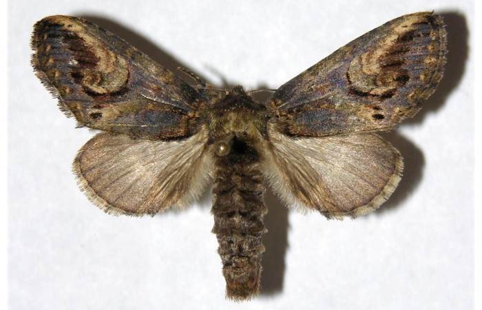 Figura 15. Adulto de <i>Rifargia</i></i> ]geldubaDHJ01
 (Notodontidae), macho vista dorsal, localidad Puente Palma, Sector Santa Cristobal (ACG) (460m). Voucher: 05-SRNP-4884-DHJ322288.jpg.