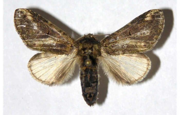 Figura 16. Adulto de <i>Rifargia</i></i> geldubaDHJ01
 (Notodontidae), hembra vista dorsal, localidad Puente Palma, Sector Santa Cristobal (ACG) (460m). Voucher: 05-SRNP-4953-DHJ322292.jpg.