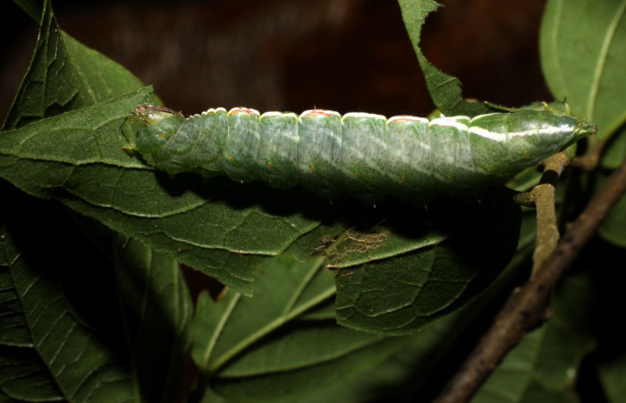 Figura 17. Larva <i>Rifargia mortis</i></i> en
 (Notodontidae) , en último estadío (U), vista lateral, localidad Cerco Piedra Sector Santa Rosa (ACG) (285m). Voucher: 10-SRNP-13974-DHJ476648.jpg.
