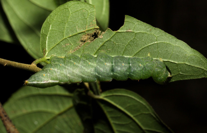 Figura 18. Larva <i>Rifargia mortis</i></i> (Notodontidae), en último estadío (U), vista dorsal, localidad Cerco Piedra Sector Santa Rosa (ACG) (285m). Voucher:02-SRNP-11150-DHJ67853.jpg.