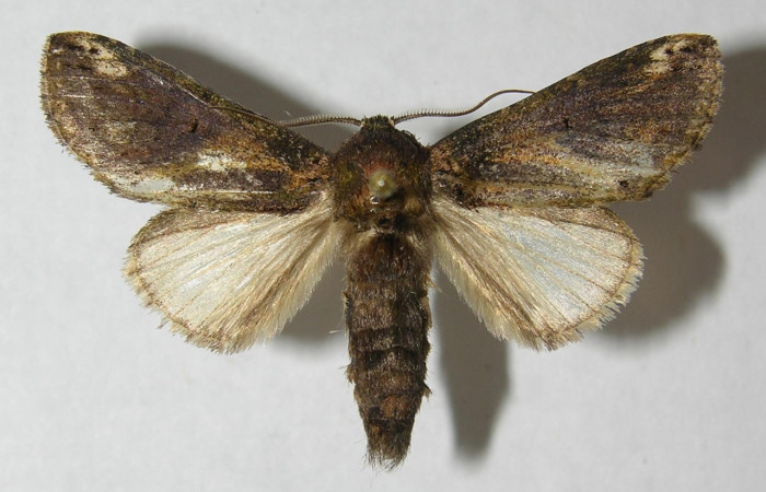 Figura 1. Adulto <i>Rifargia</i></i> geldubaDHJ02 (Notodontidae), (macho) vista dorsal, localidad Medrano Sector Pitilla (380m) (ACG). Voucher: 12-SRNP-71667-DHJ566468.jpg.