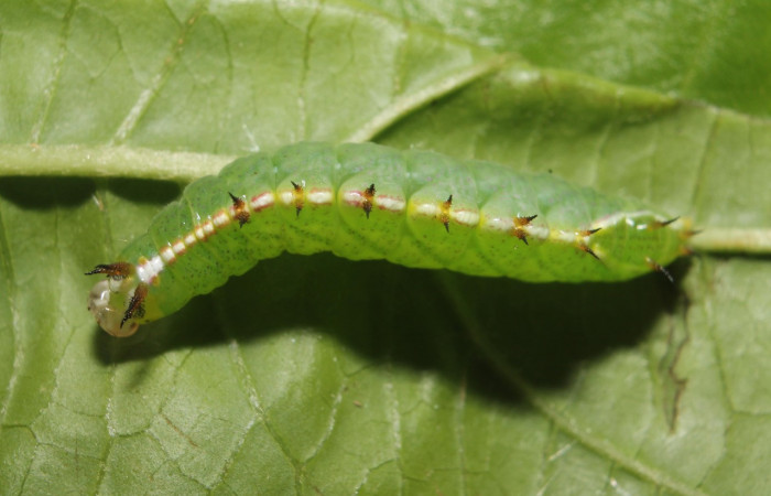 Figura 14. Larva <i>Rifargia</i></i> geldubaDHJ01
 (Notodontidae), en último estadío (PU), vista dorsal, localidad Palomo, Sector Rincon Rain Forest (ACG) (96m). Voucher: 13-SRNP-68596-DHJ718100.jpg.