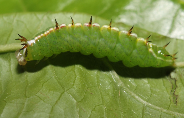 Figura 13. Larva<i> Rifargia</i></i> geldubaDHJ01
 (Notodontidae), en último estadío (PU), vista lateral, localidad Palomo, Sector Rincon Rain Forest (ACG) (96m). Voucher: 13-SRNP-68596-DHJ718101.jpg.